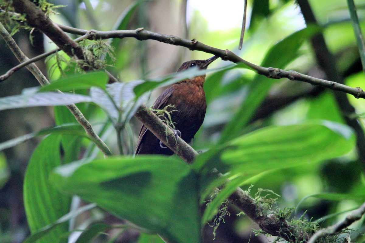 Middle American Leaftosser (Costa Rican) - Anonymous