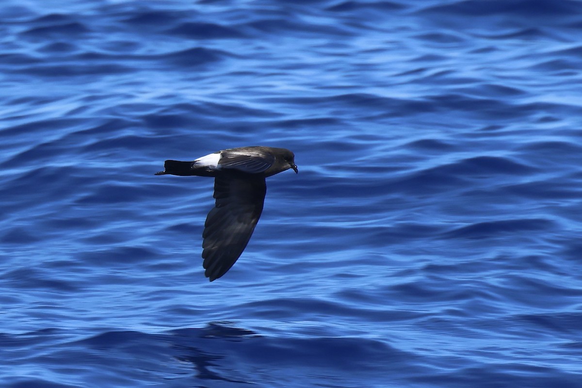 Wilson's Storm-Petrel - E R