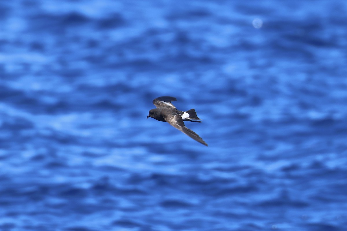 Wilson's Storm-Petrel - E R