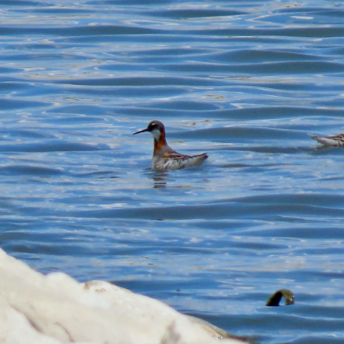 Red-necked Phalarope - ML619664970