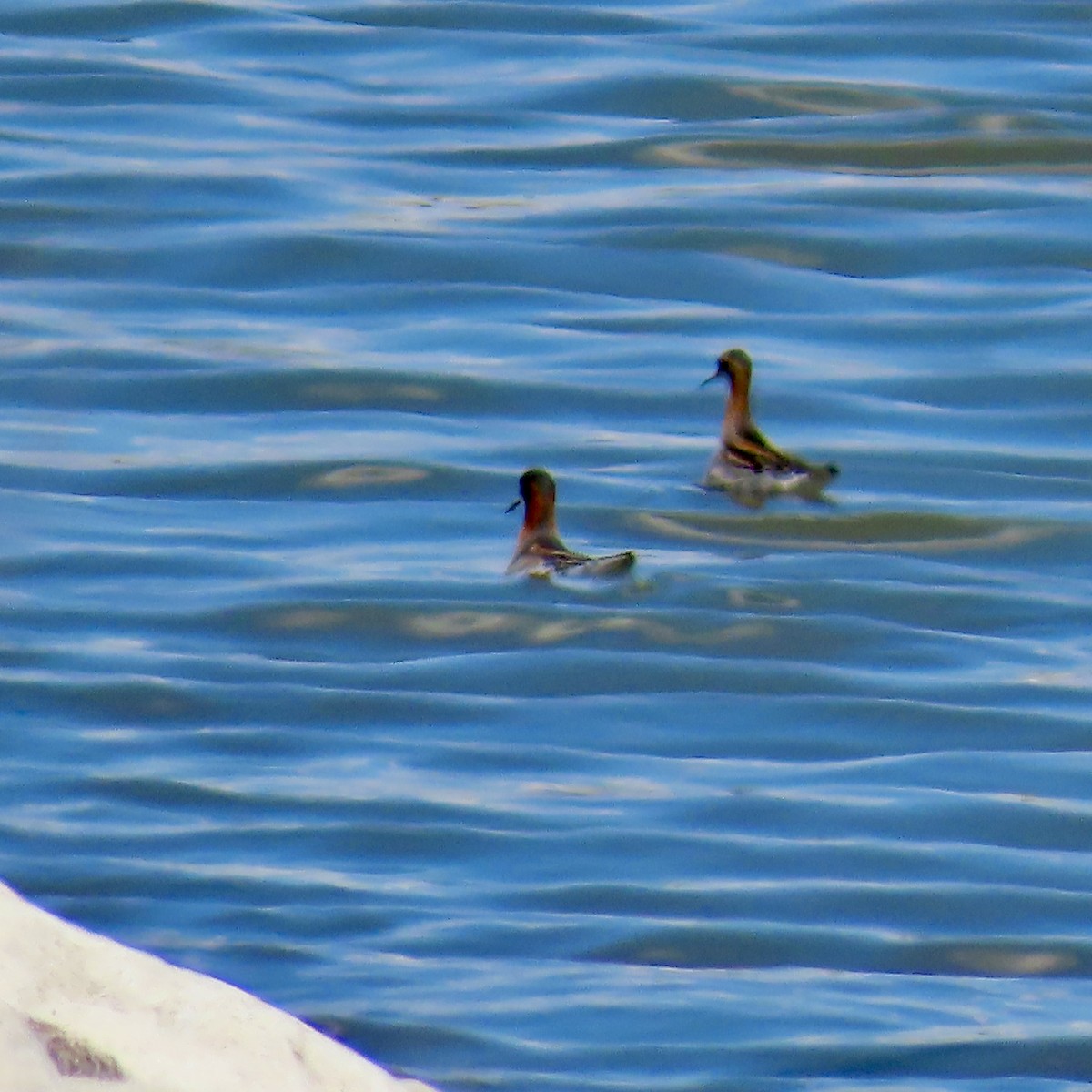 Red-necked Phalarope - Jocelyn K