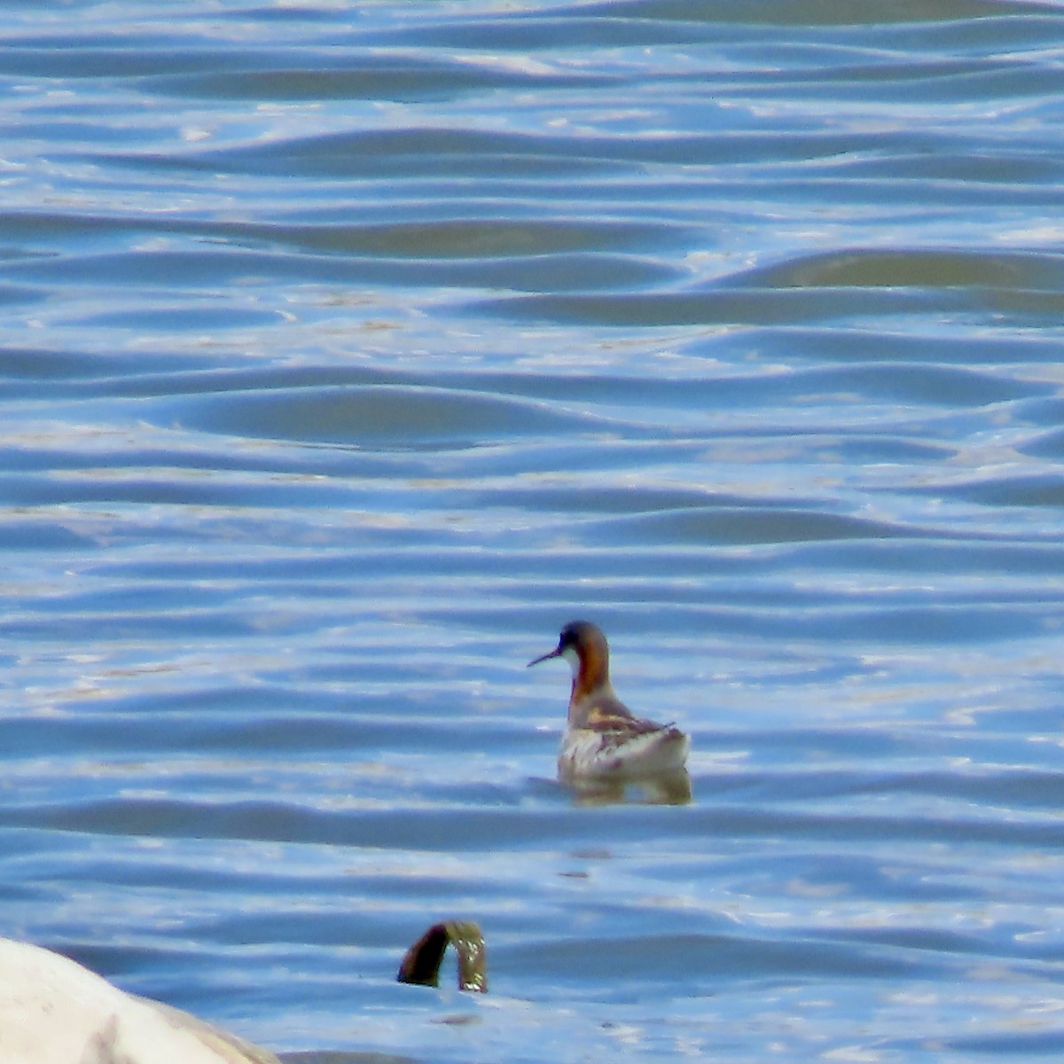 Red-necked Phalarope - Jocelyn K