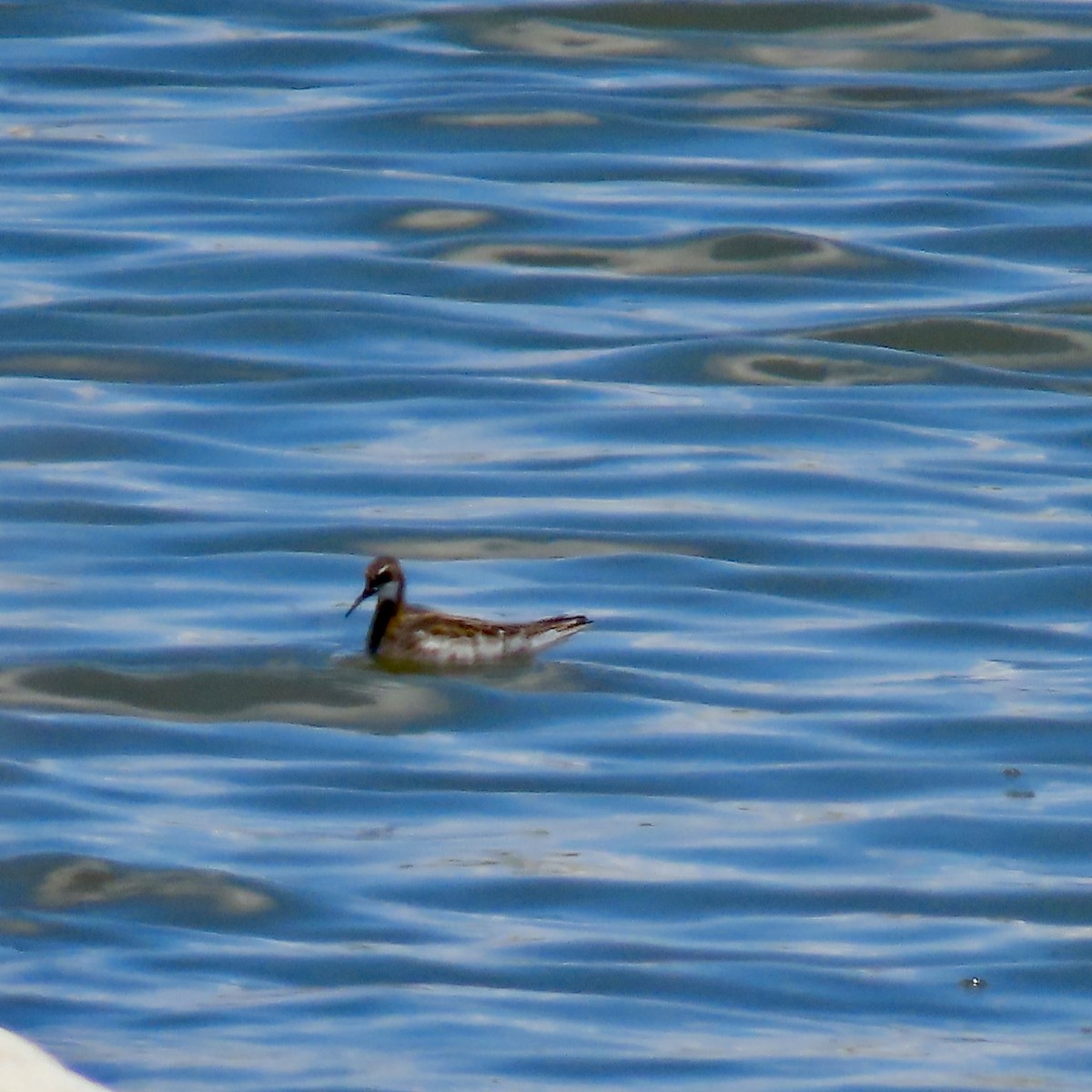 Red-necked Phalarope - ML619664973