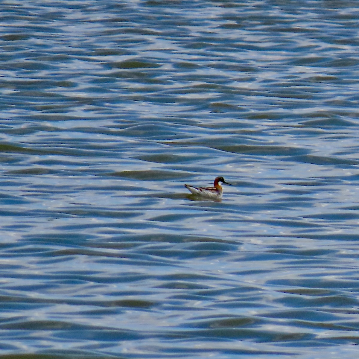 Red-necked Phalarope - Jocelyn K