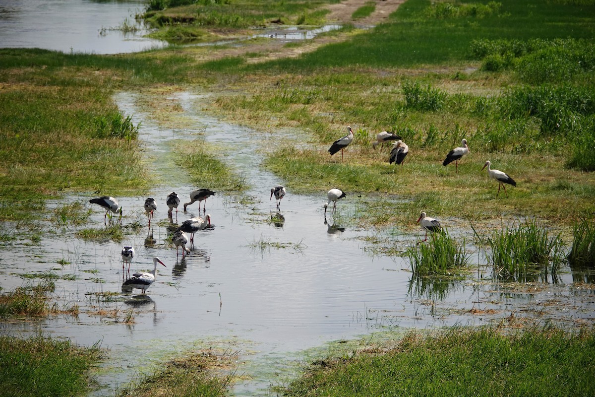 White Stork - ML619664979