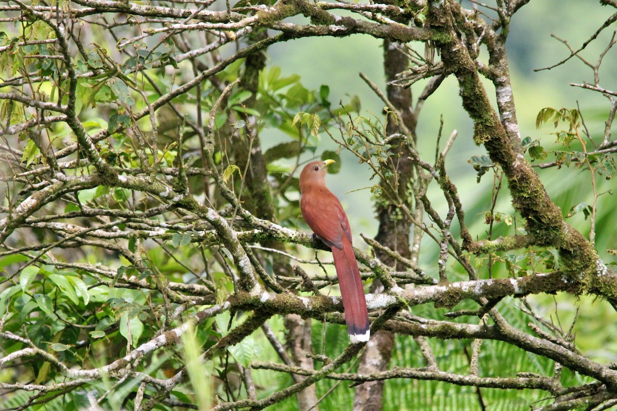 Squirrel Cuckoo (Middle America) - Anonymous