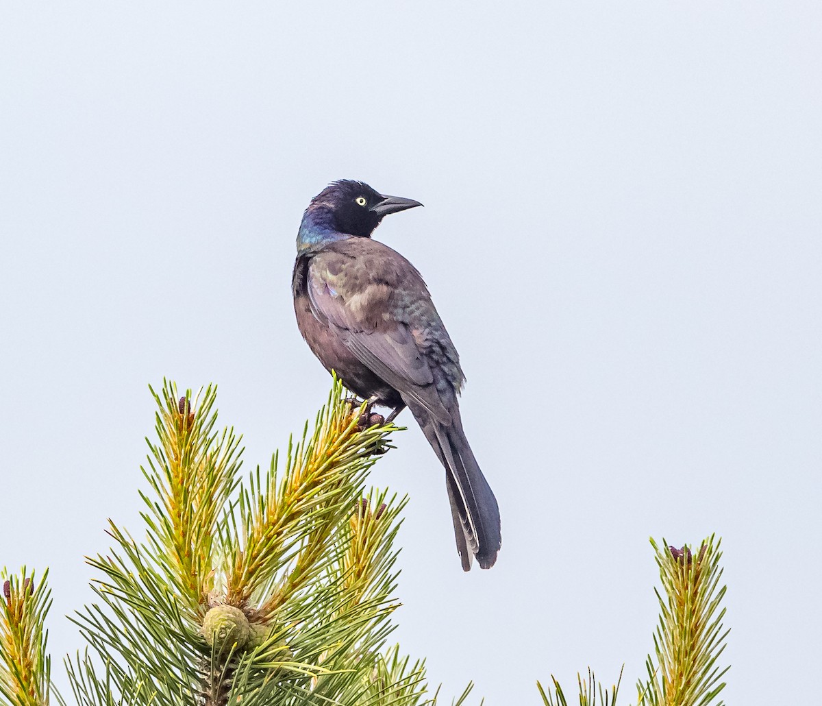 Common Grackle - Mike Murphy