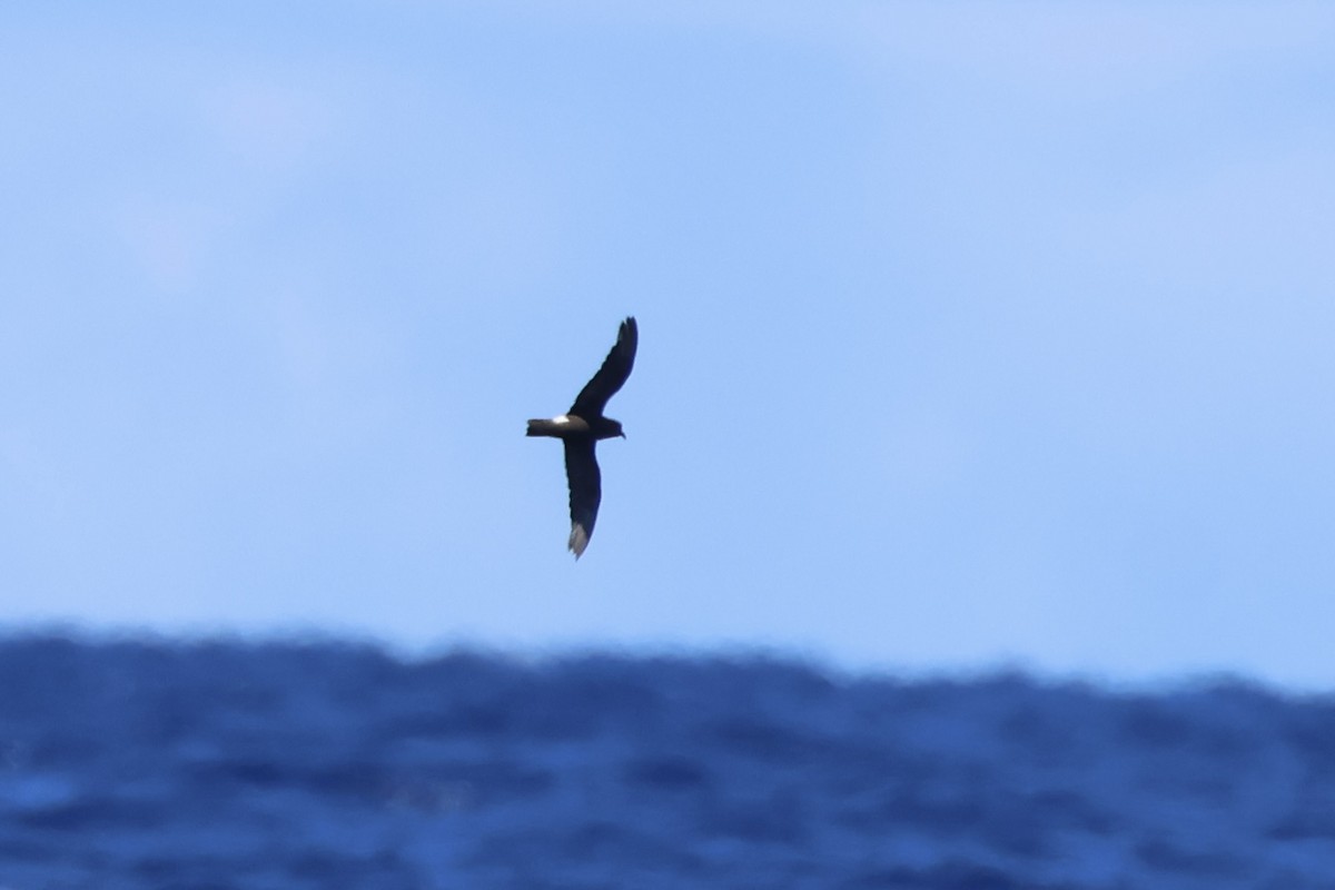 Band-rumped Storm-Petrel - E R