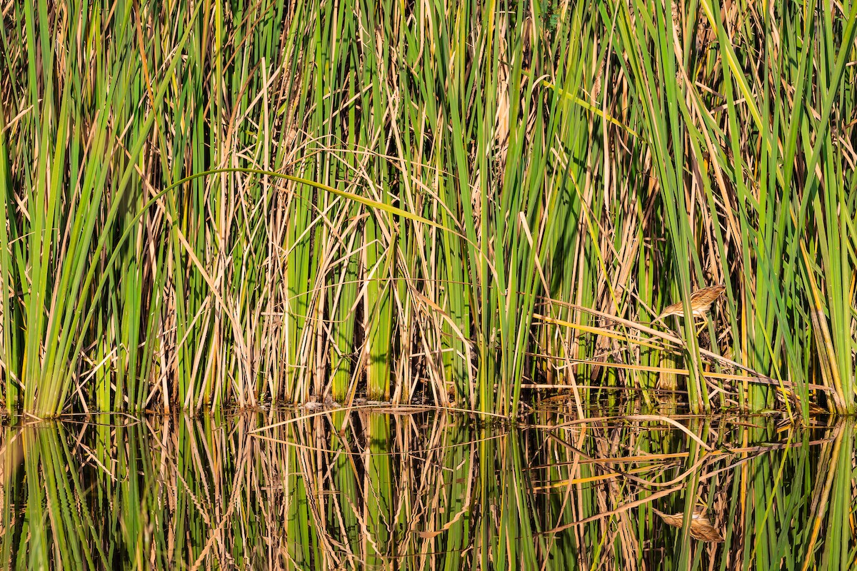 Yellow Bittern - ML619664986