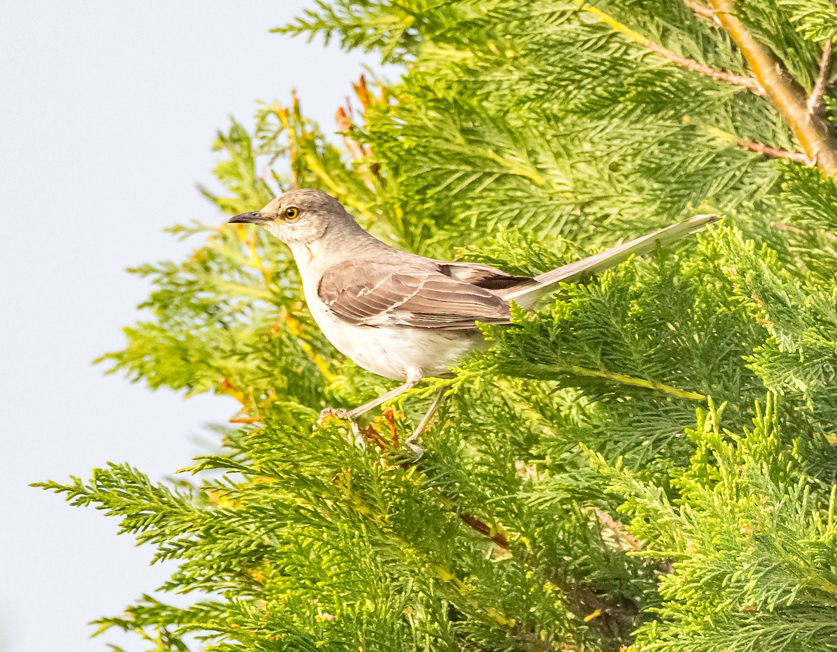 Northern Mockingbird - Mike Murphy