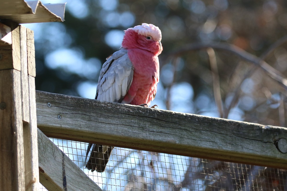 Galah - Deb & Rod R