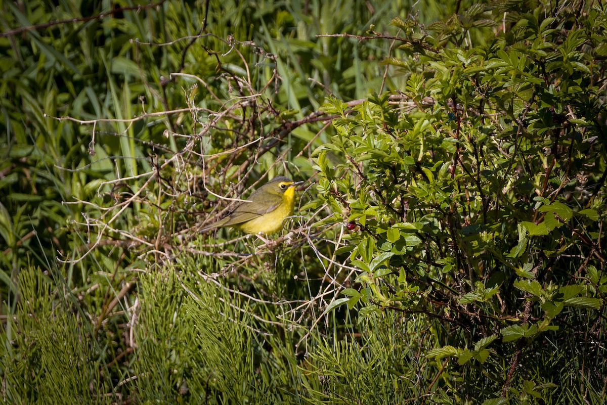 Kentucky Warbler - Kyle Shay