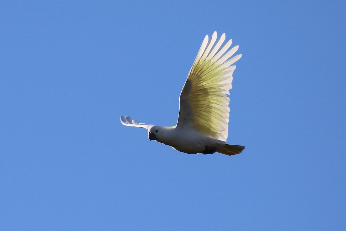 Sulphur-crested Cockatoo - Deb & Rod R