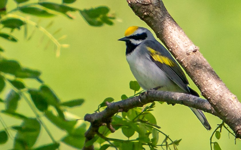 Golden-winged Warbler - Art Webster