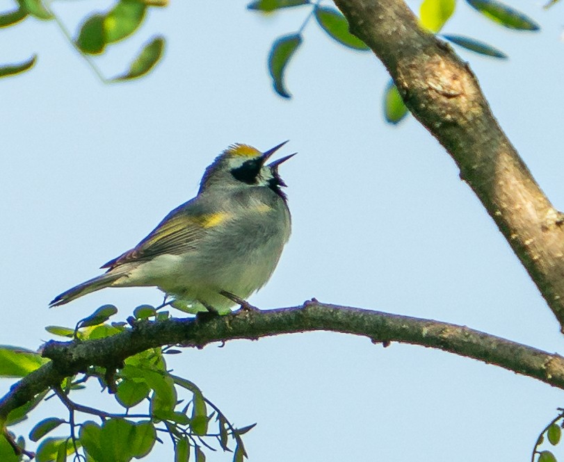 Golden-winged Warbler - Art Webster