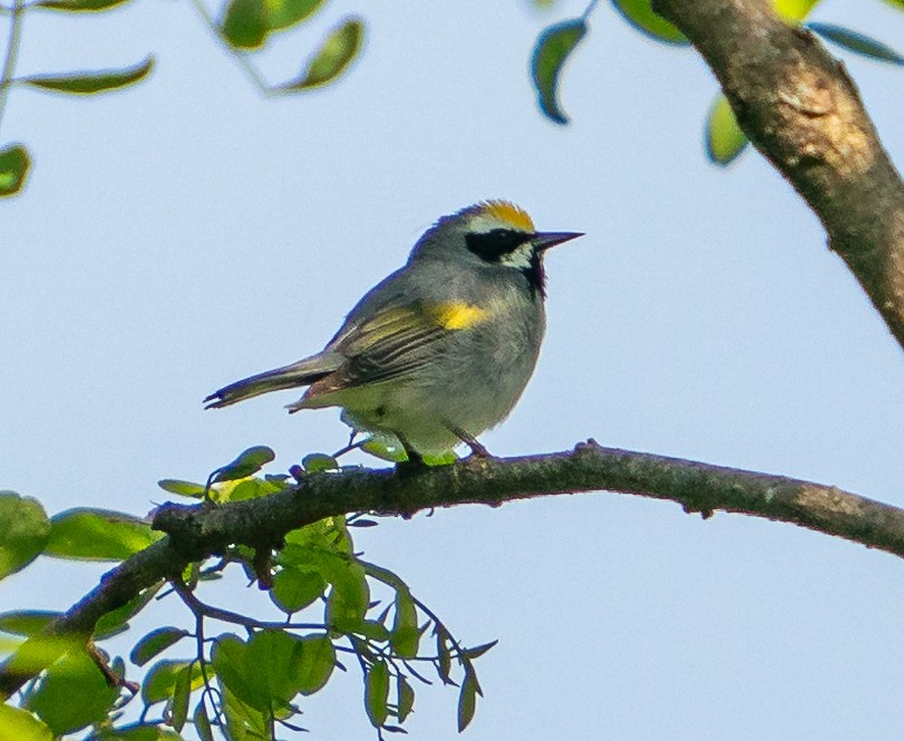 Golden-winged Warbler - Art Webster