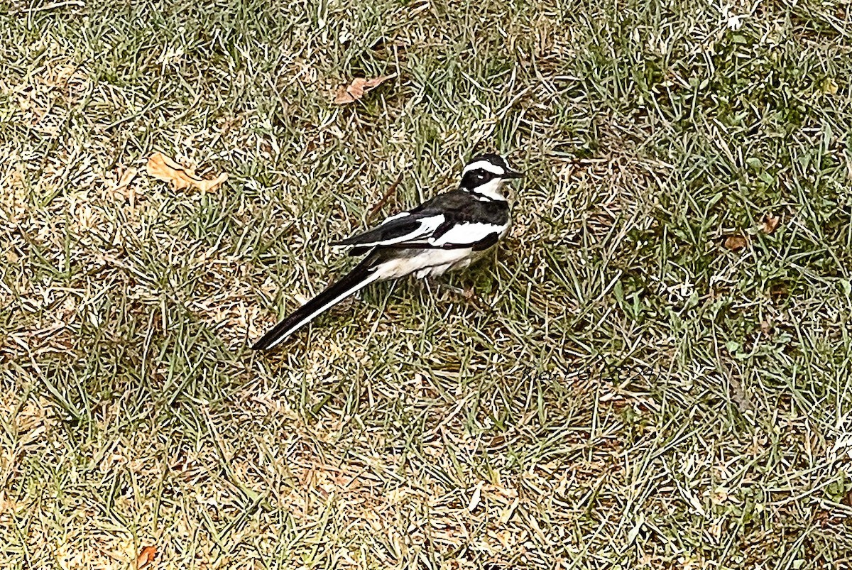 African Pied Wagtail - Chris Kieu