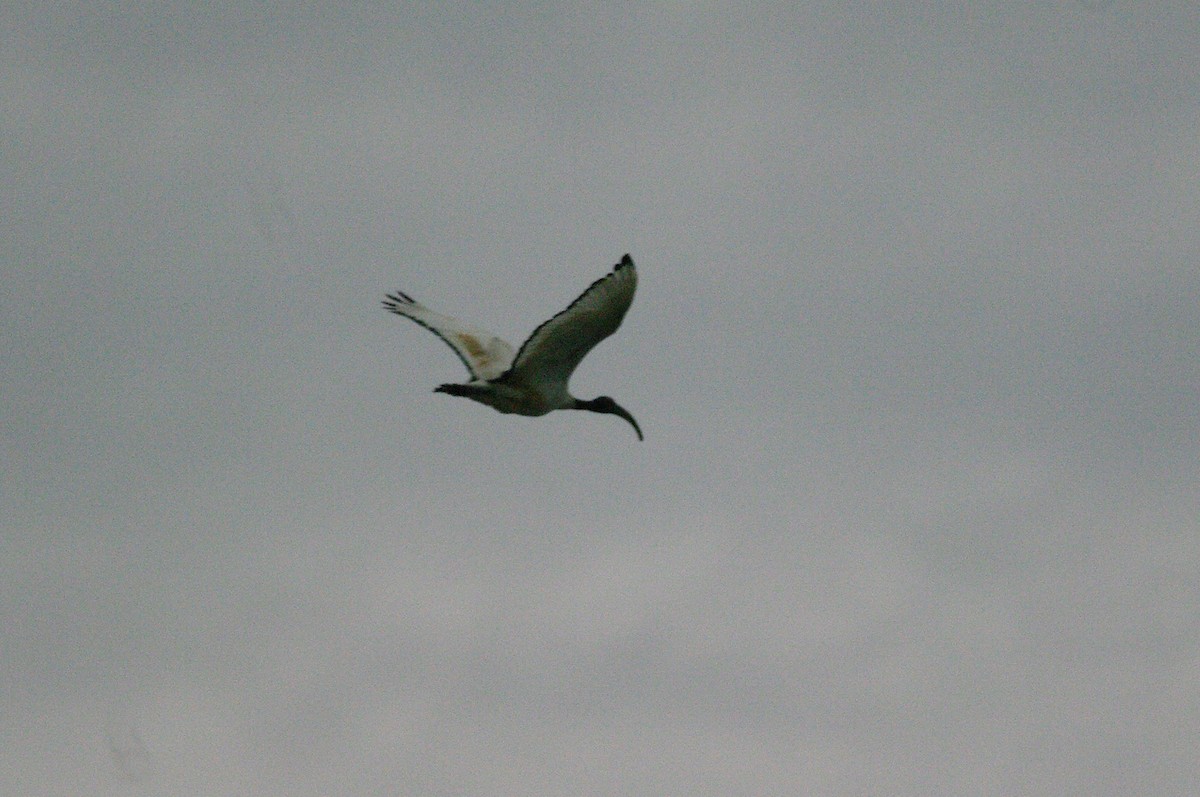 African Sacred Ibis - Max Chiari