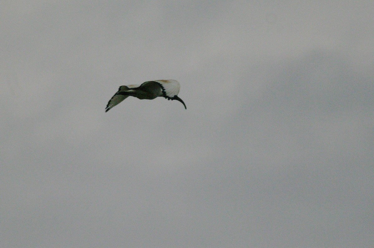 African Sacred Ibis - Max Chiari