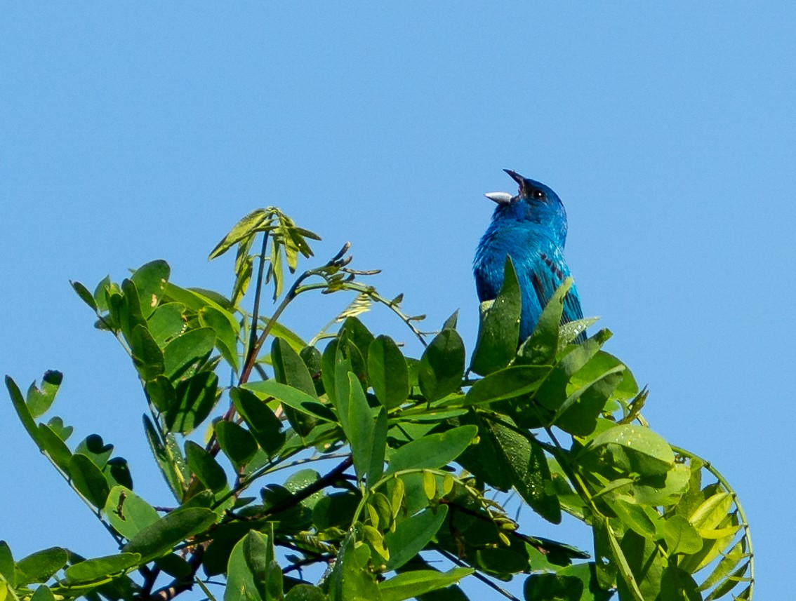 Indigo Bunting - Art Webster