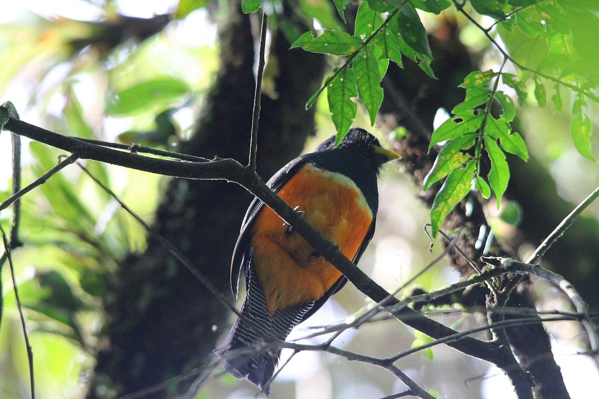 Halkalı Trogon (aurantiiventris/underwoodi) - ML619665028