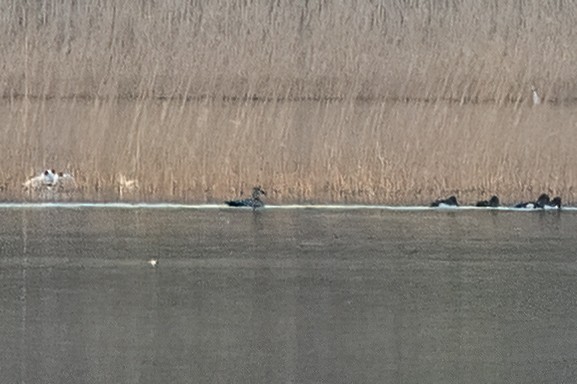 Common Eider (Eurasian) - ML619665031