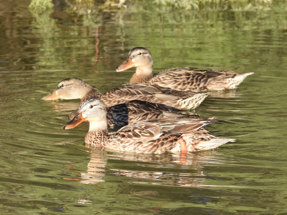 Mallard - Francisco Sequera Linares