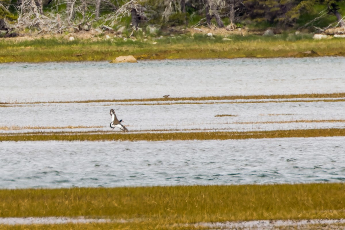 American Oystercatcher - ML619665035