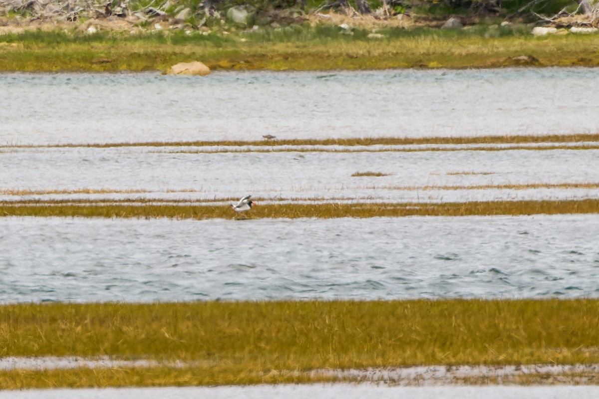 American Oystercatcher - ML619665036