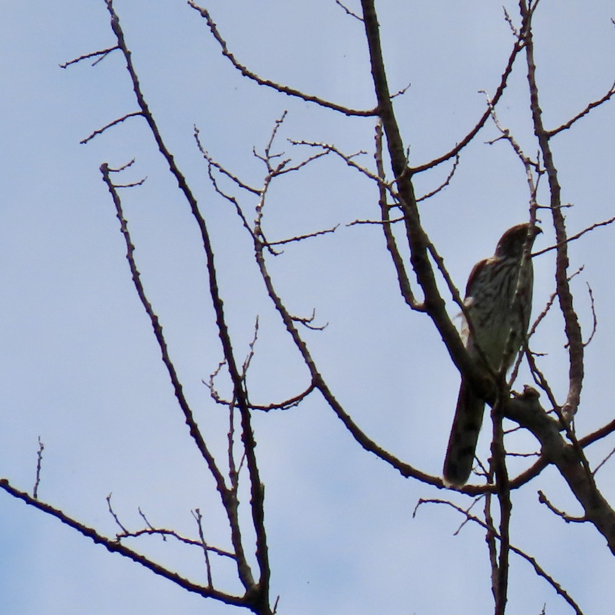 Cooper's Hawk - Jocelyn K