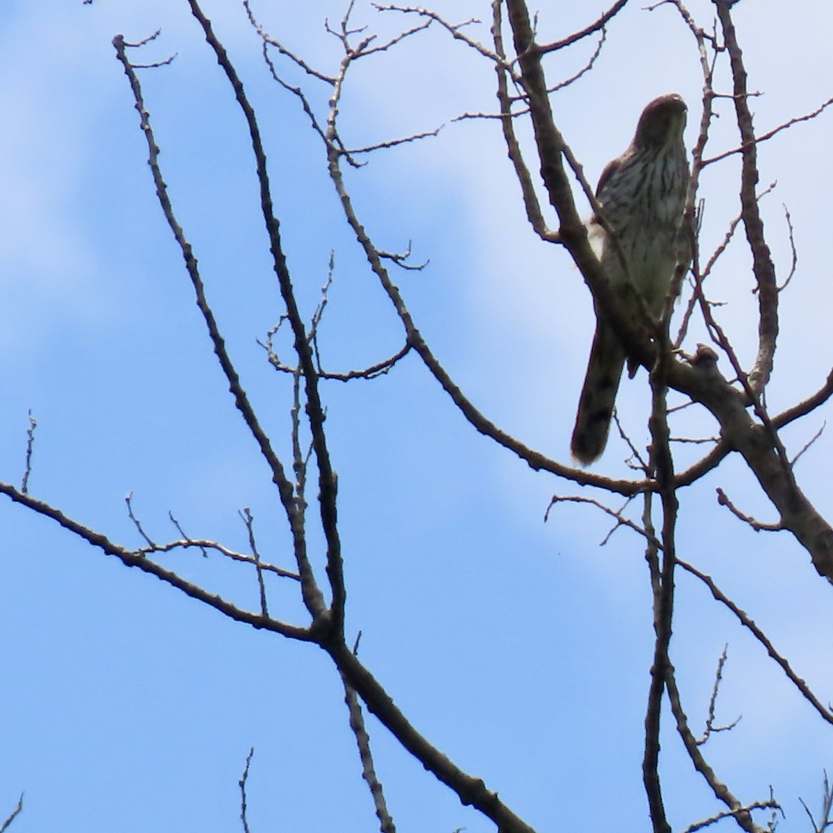 Cooper's Hawk - Jocelyn K