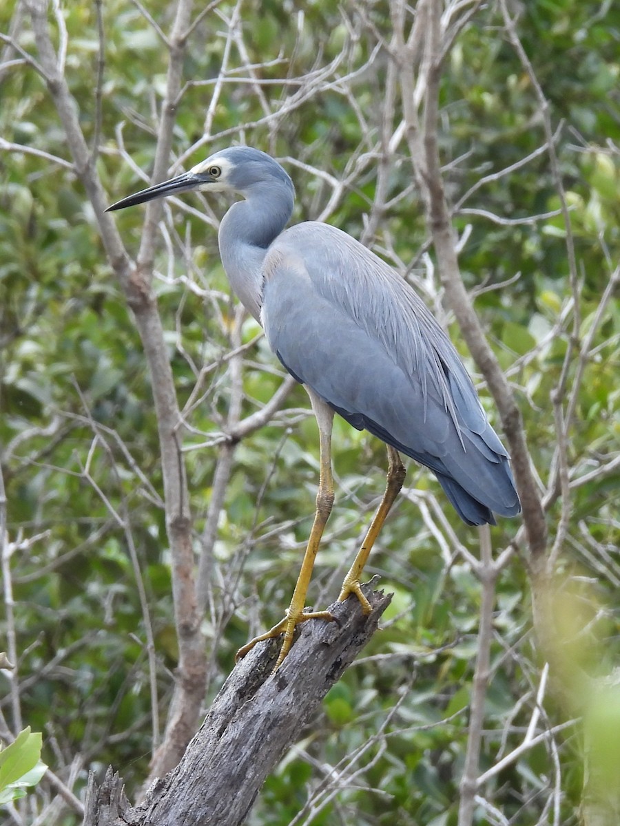 White-faced Heron - ML619665045