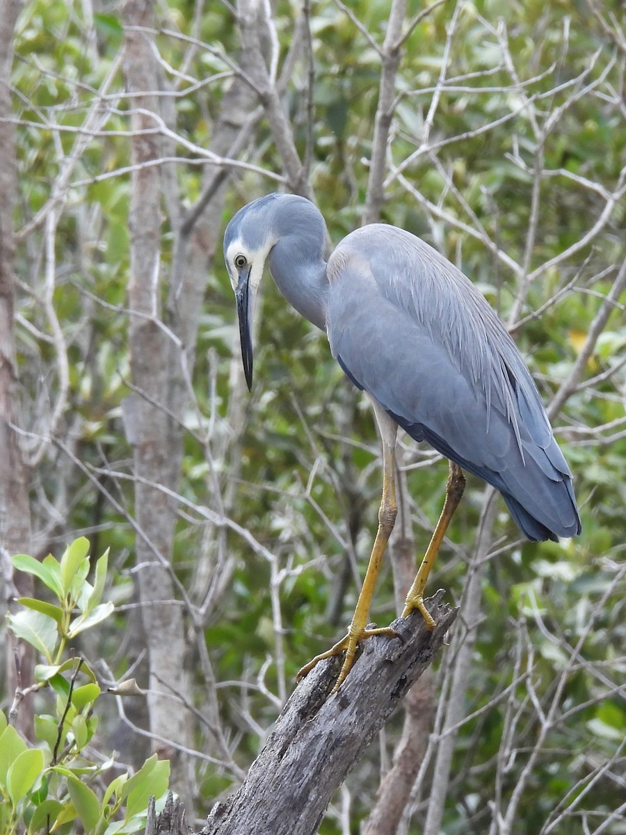 White-faced Heron - Tris Allinson