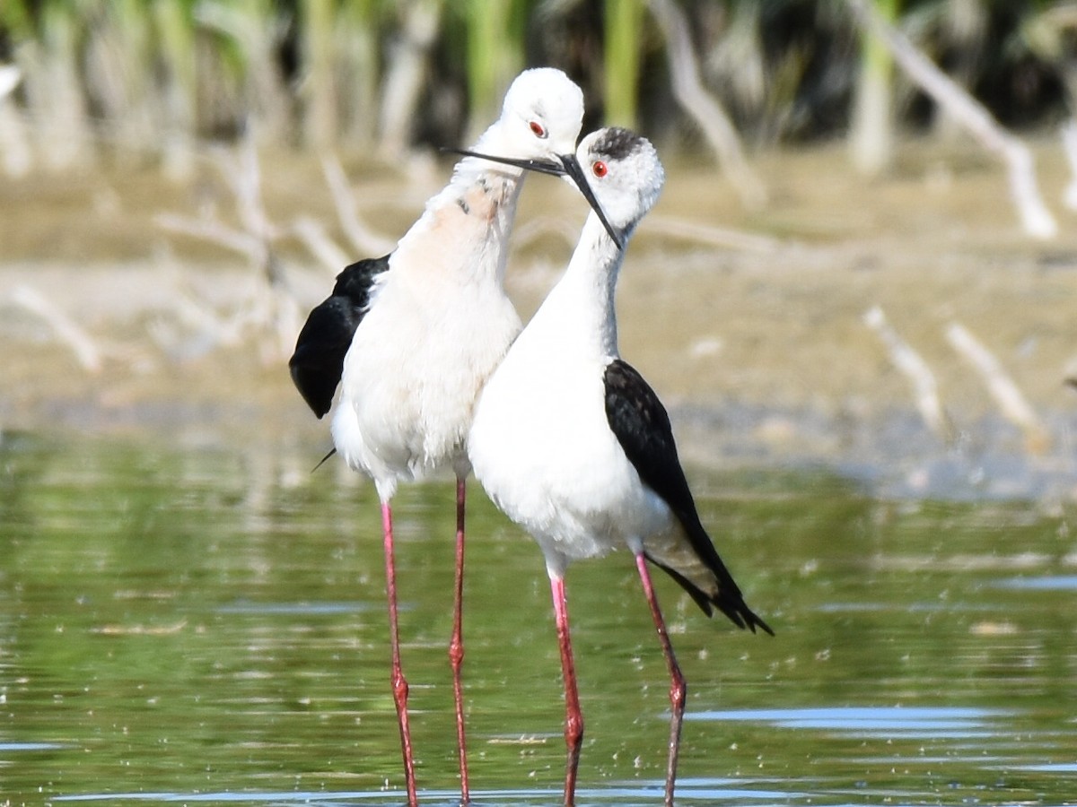 Black-winged Stilt - Francisco Sequera Linares