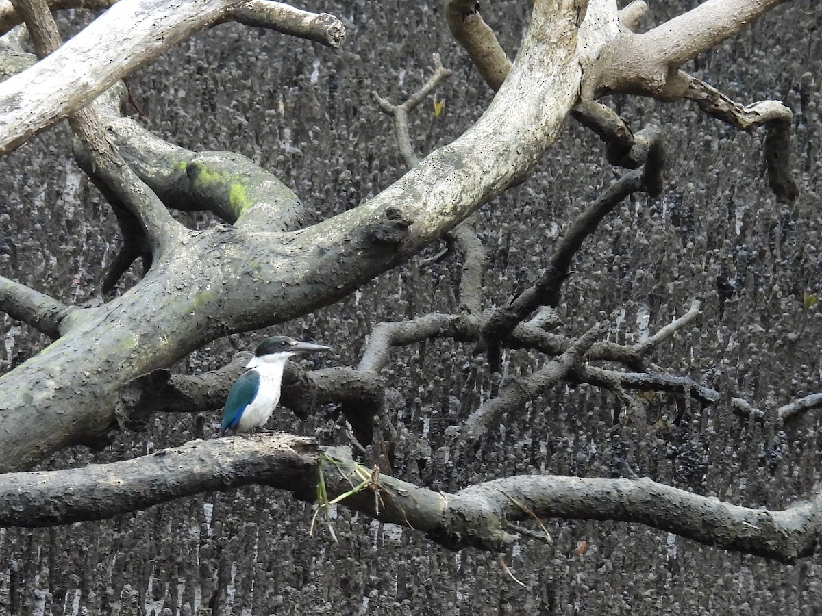 Torresian Kingfisher - Tris Allinson