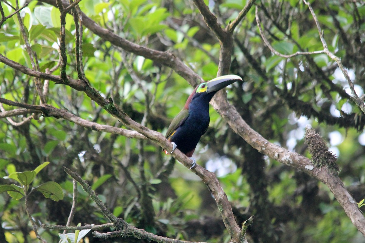 Yellow-eared Toucanet - Anonymous