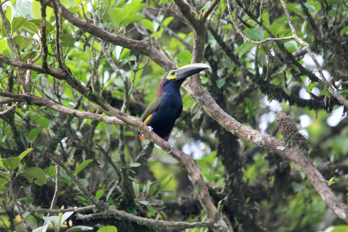 Toucanet à oreilles d'or - ML619665056