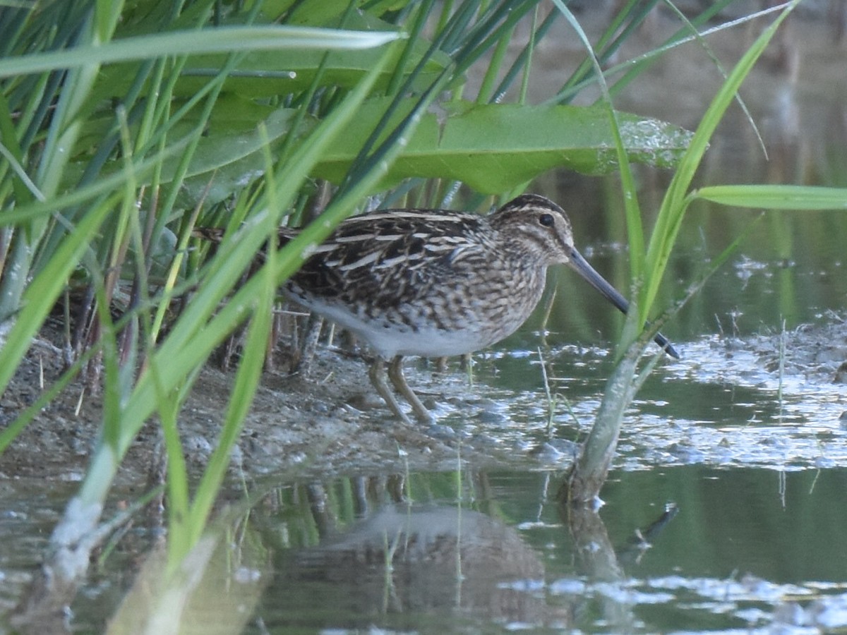 Common Snipe - Francisco Sequera Linares