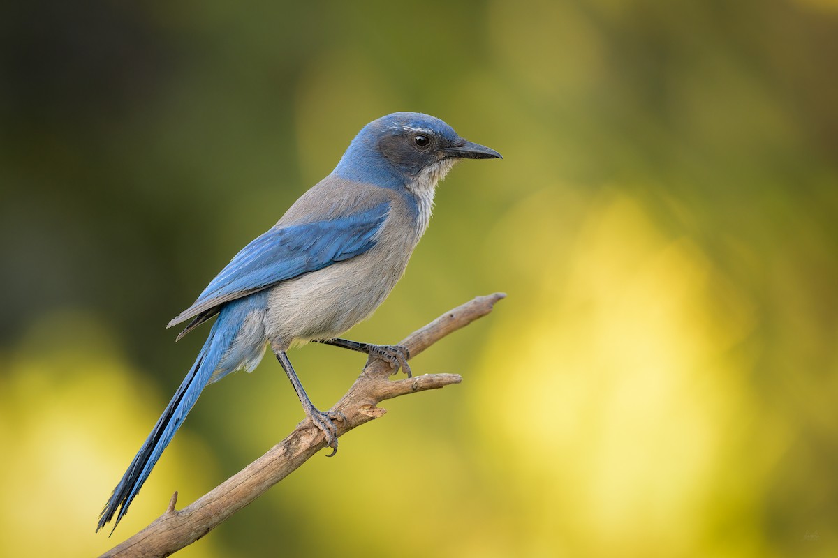 Woodhouse's Scrub-Jay - ML619665062