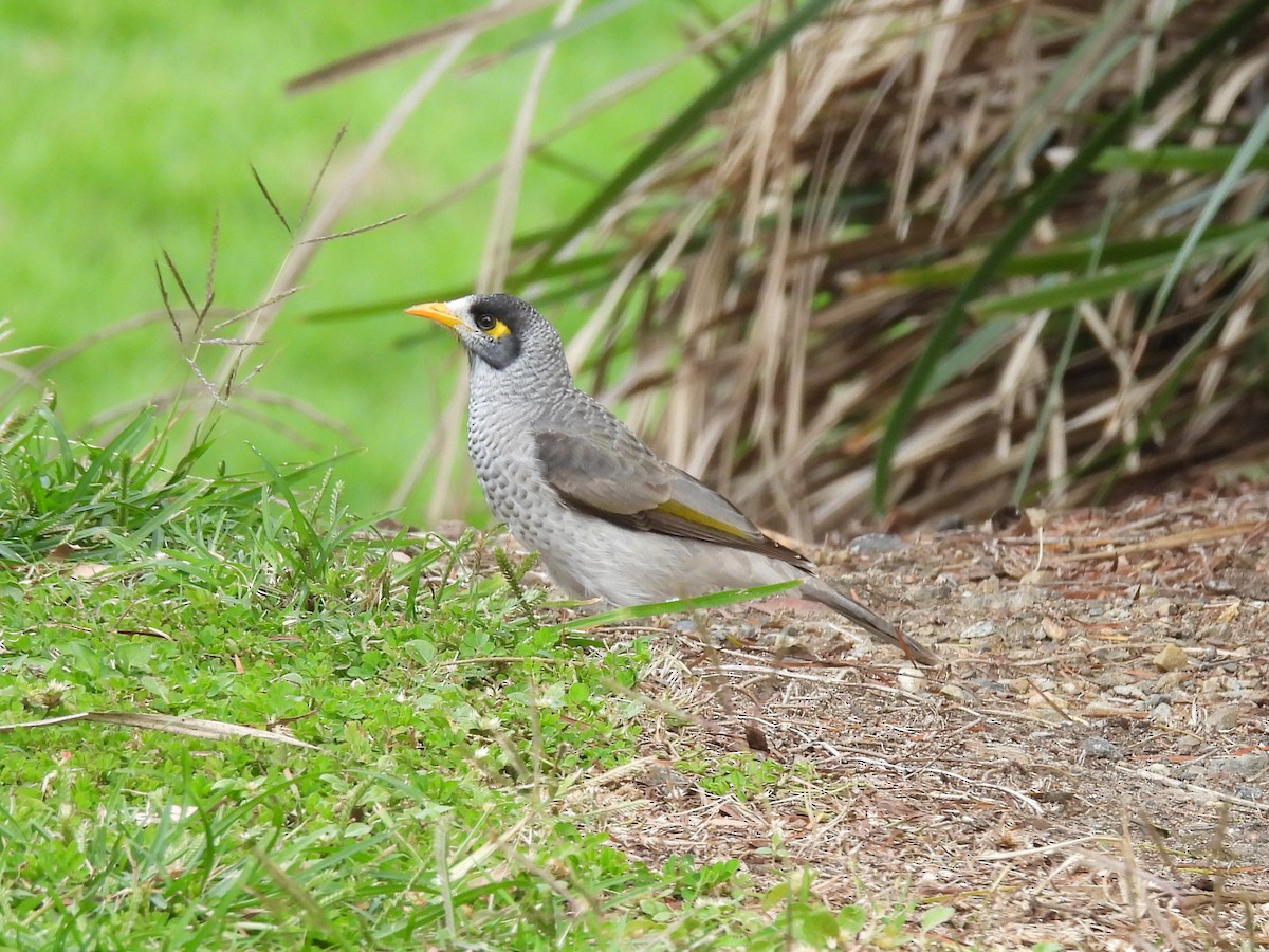 Noisy Miner - Tris Allinson