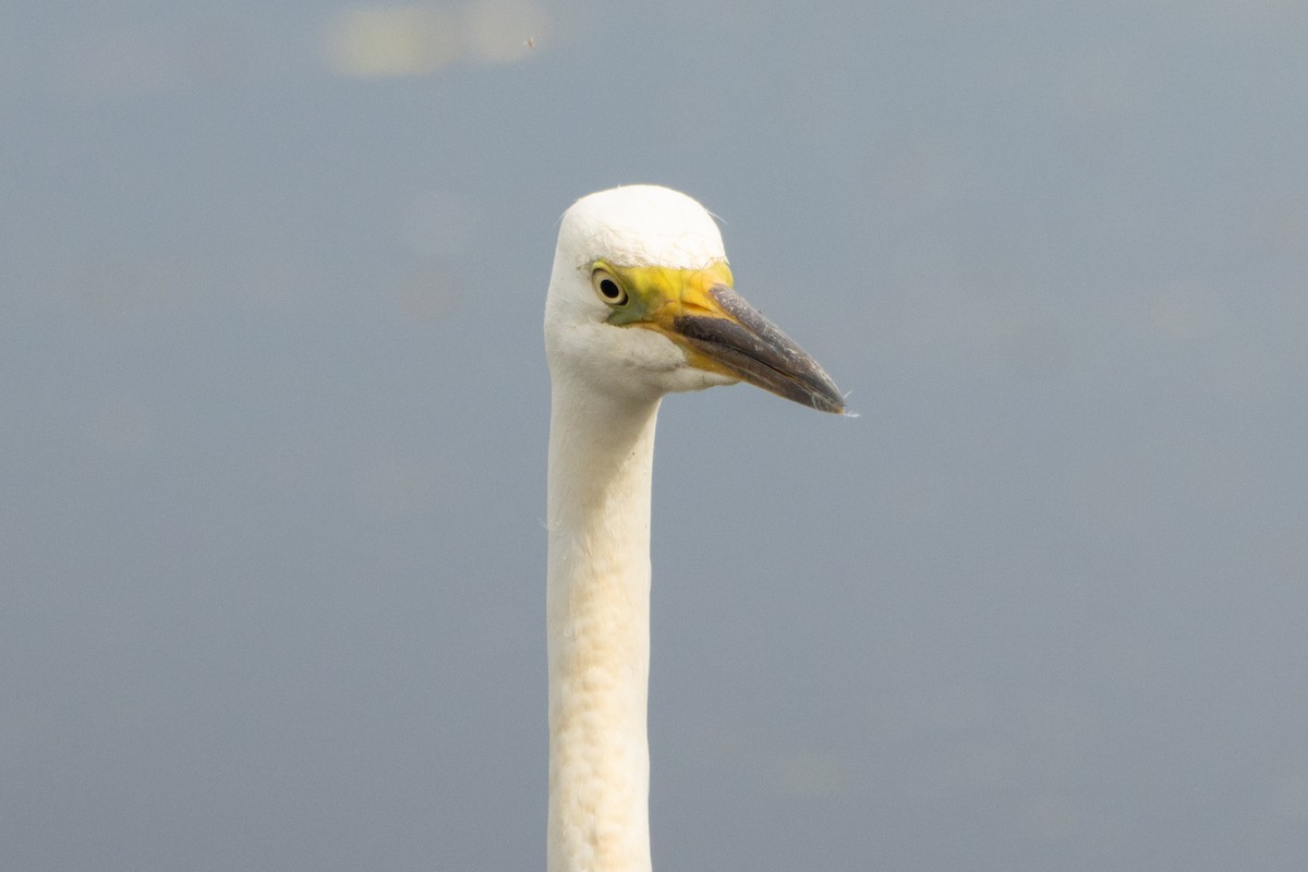 Great Egret - Letty Roedolf Groenenboom