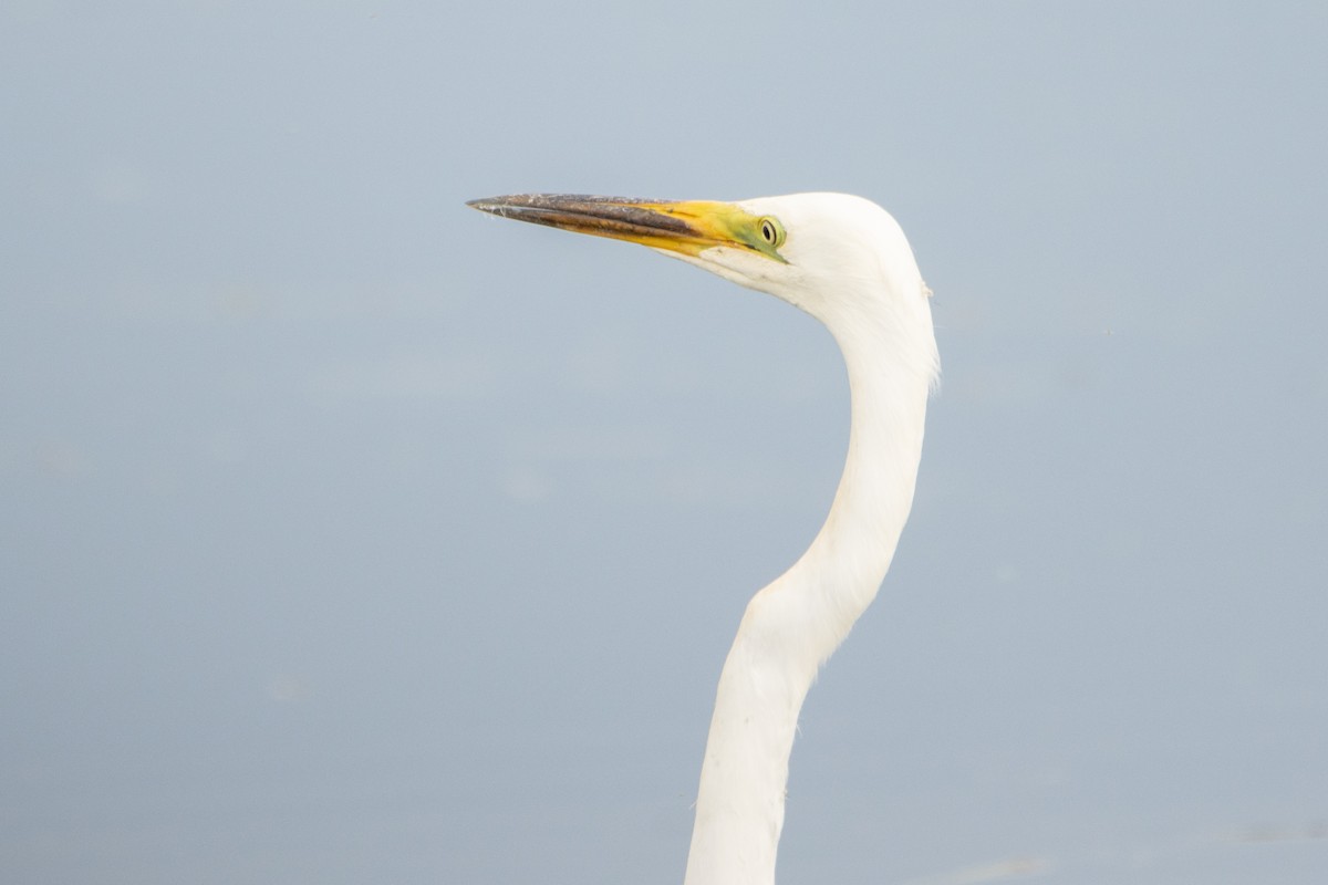 Great Egret - Letty Roedolf Groenenboom