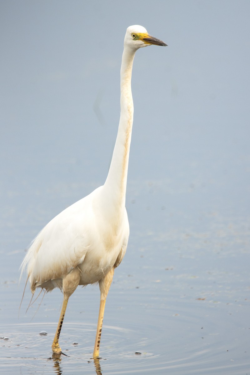 Great Egret - Letty Roedolf Groenenboom