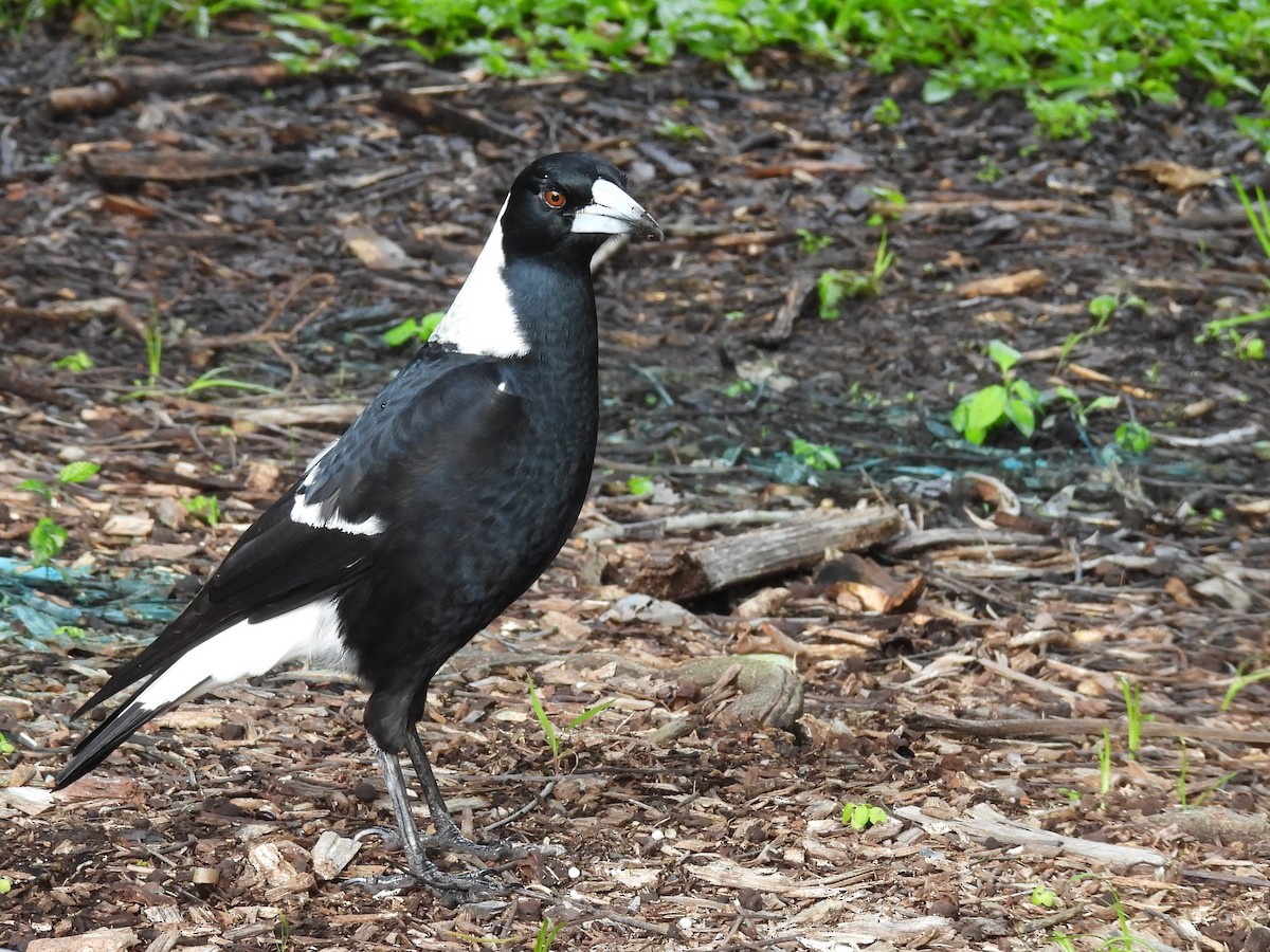 Australian Magpie - Tris Allinson