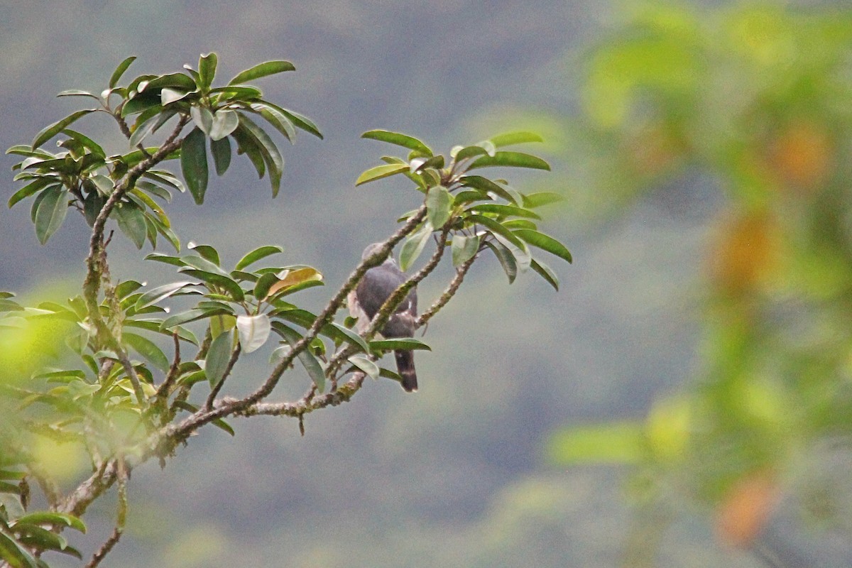 Double-toothed Kite - Anonymous