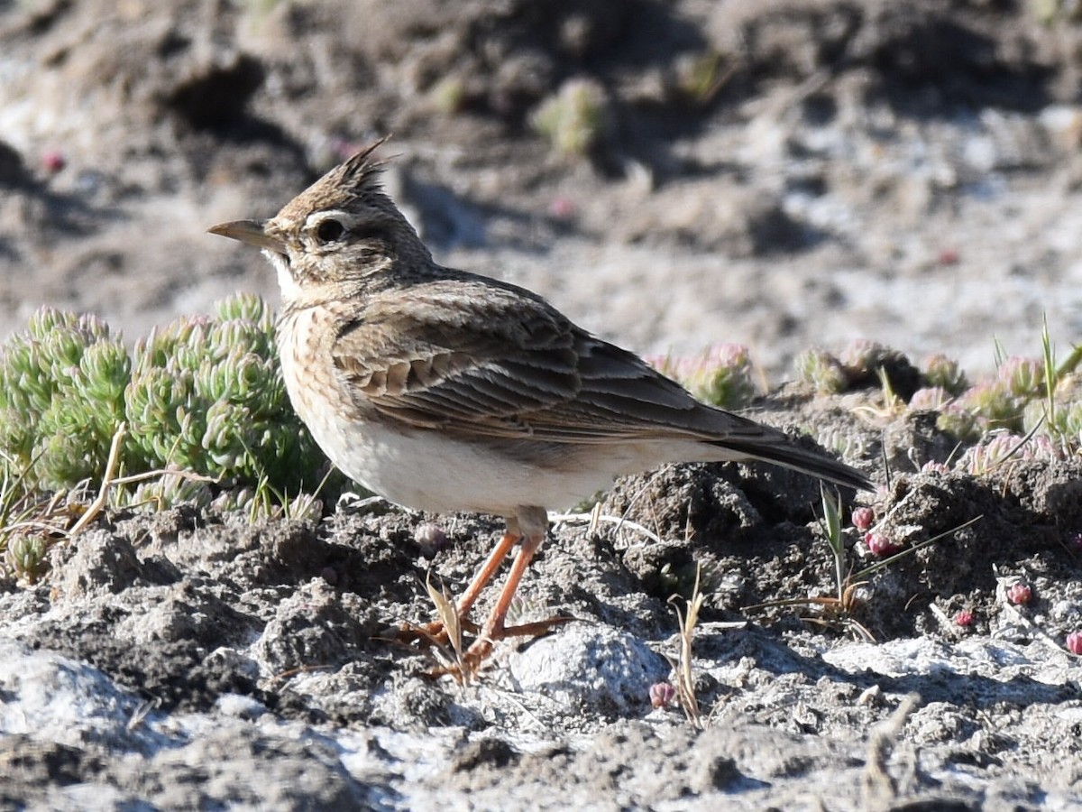 Crested Lark - Francisco Sequera Linares