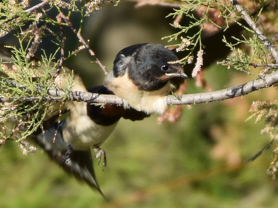 Barn Swallow - Francisco Sequera Linares