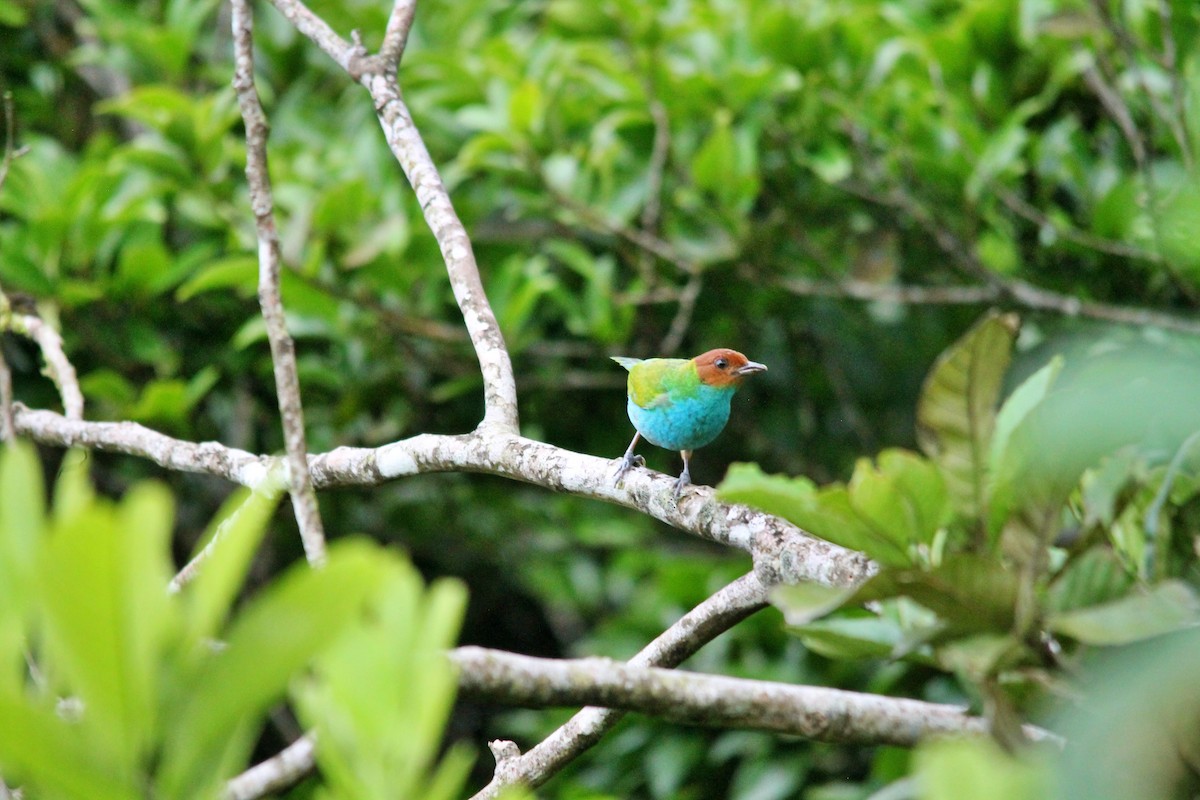 Bay-headed Tanager (Bay-and-blue) - Anonymous