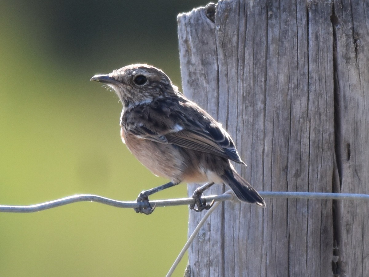 European Stonechat - Francisco Sequera Linares