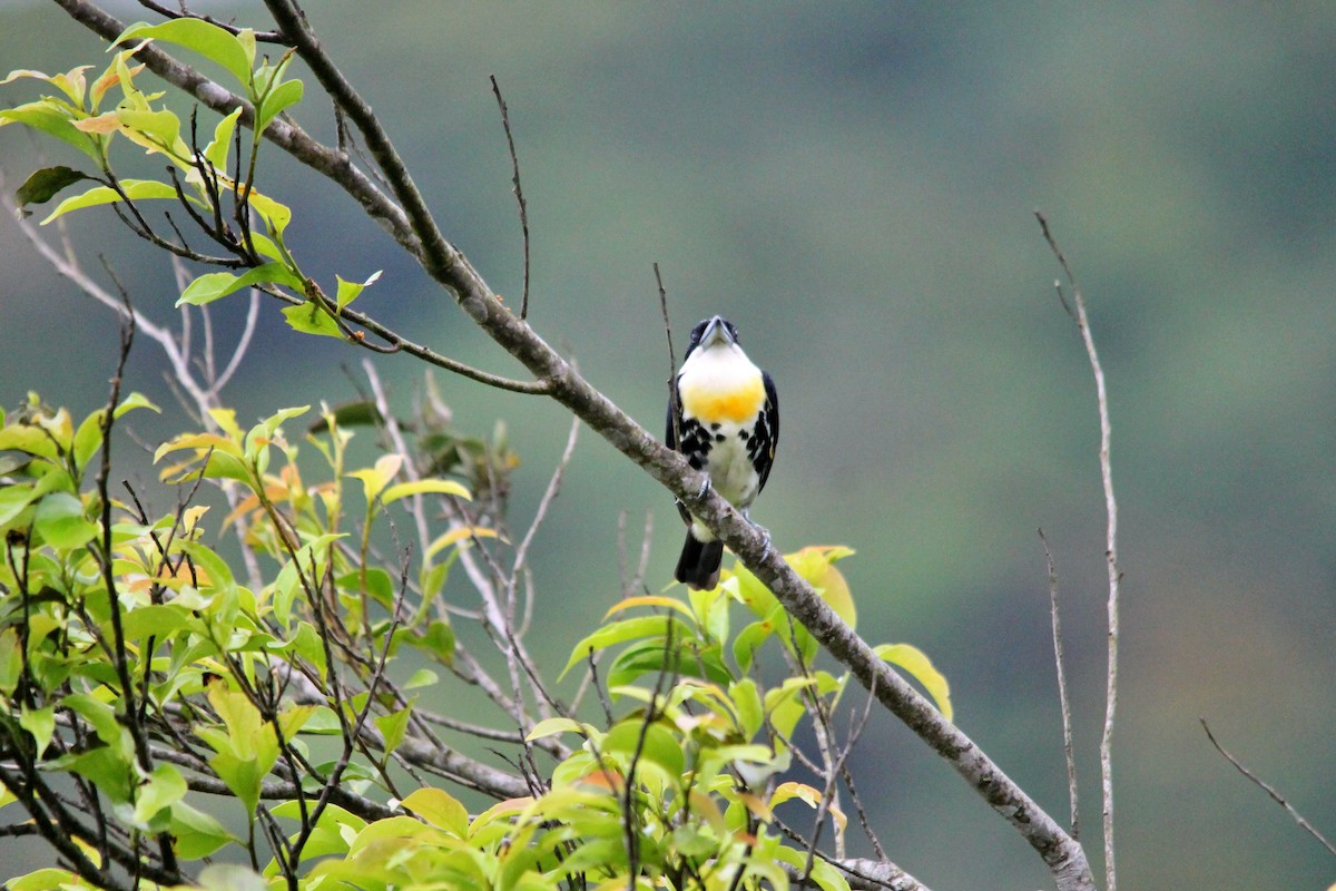 Spot-crowned Barbet - Anonymous